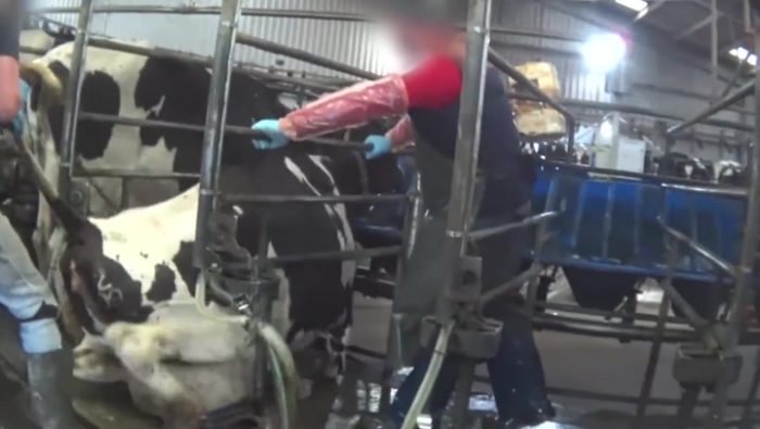 BBC Dairy Cow Documentary